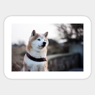 shiba inu fourth Sticker